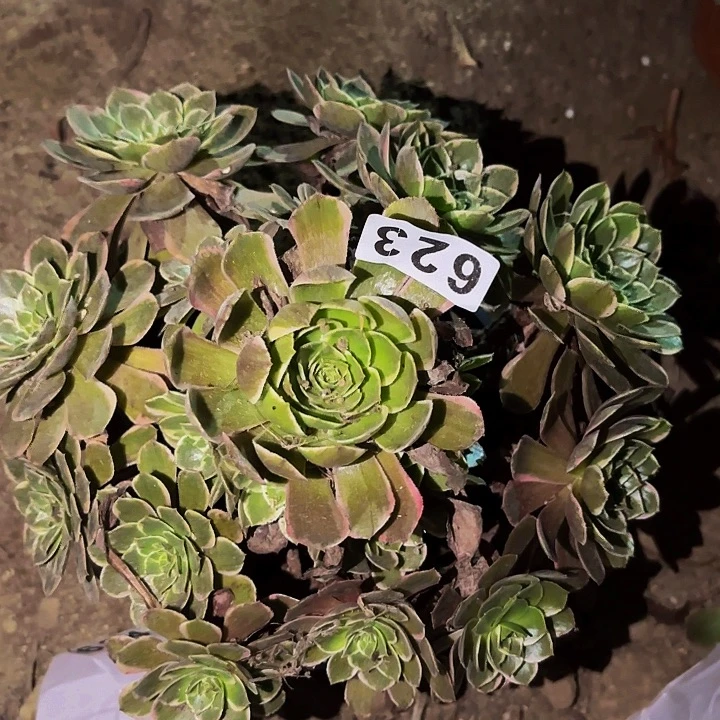 623孔雀翎多肉植物