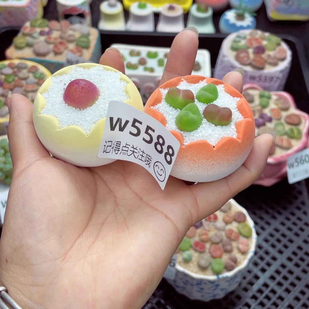 夏*w5588 带盆土发货一物一拍