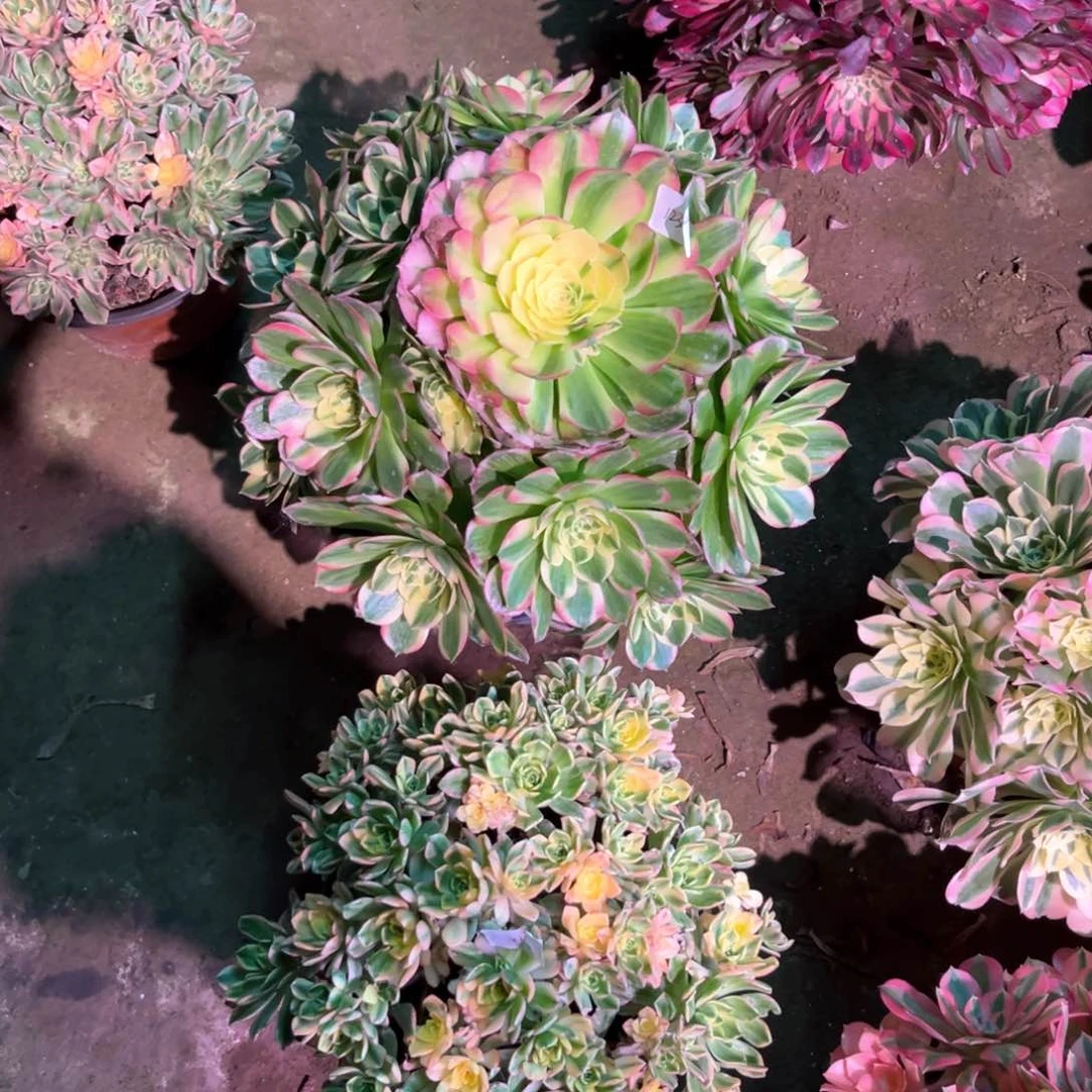 多肉植物海王1236甜茶023