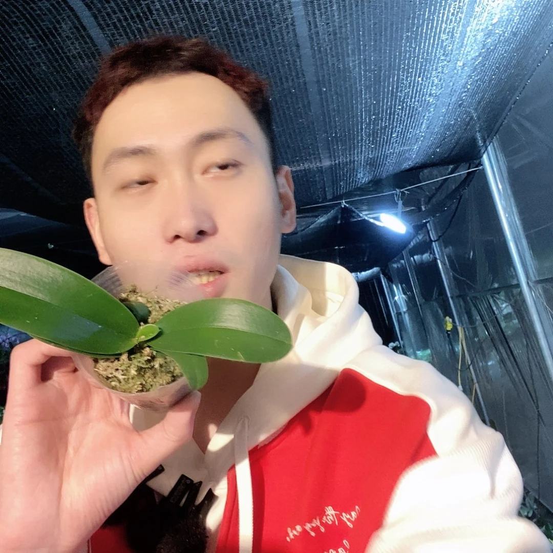 无花朵梦幻女郎蝴蝶兰