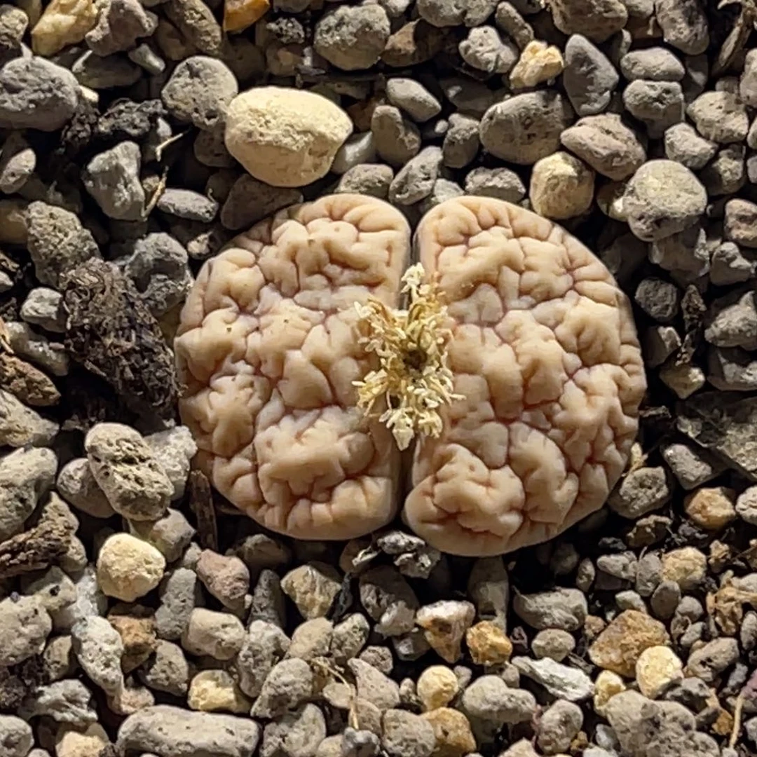 9556凹凸189尺寸2.0