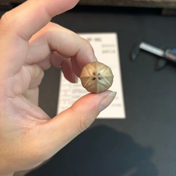 核掌柜梅林铁核正四花尺寸23X32单颗、素串文玩手串梅林铁核原产地