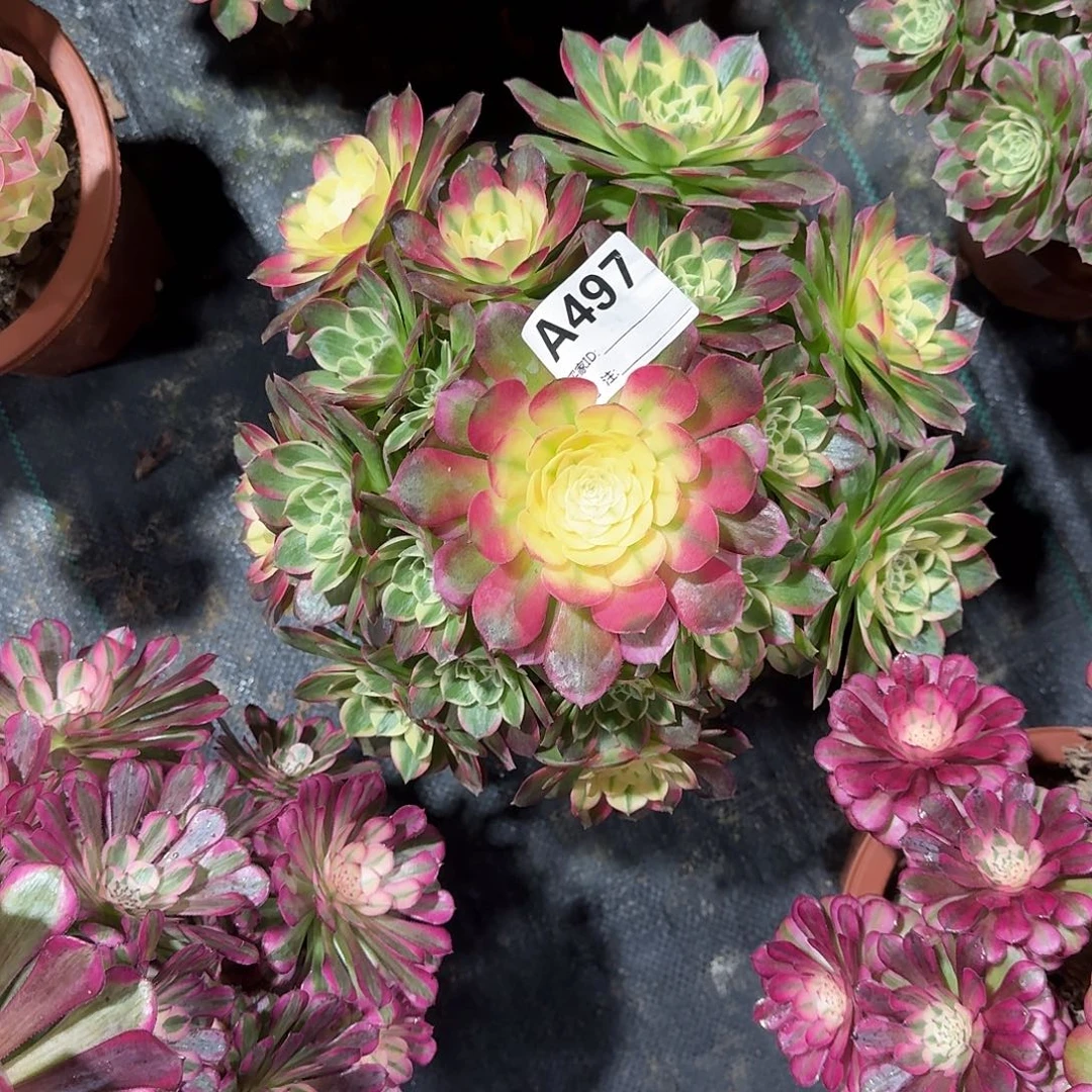 粉海王多肉法师497