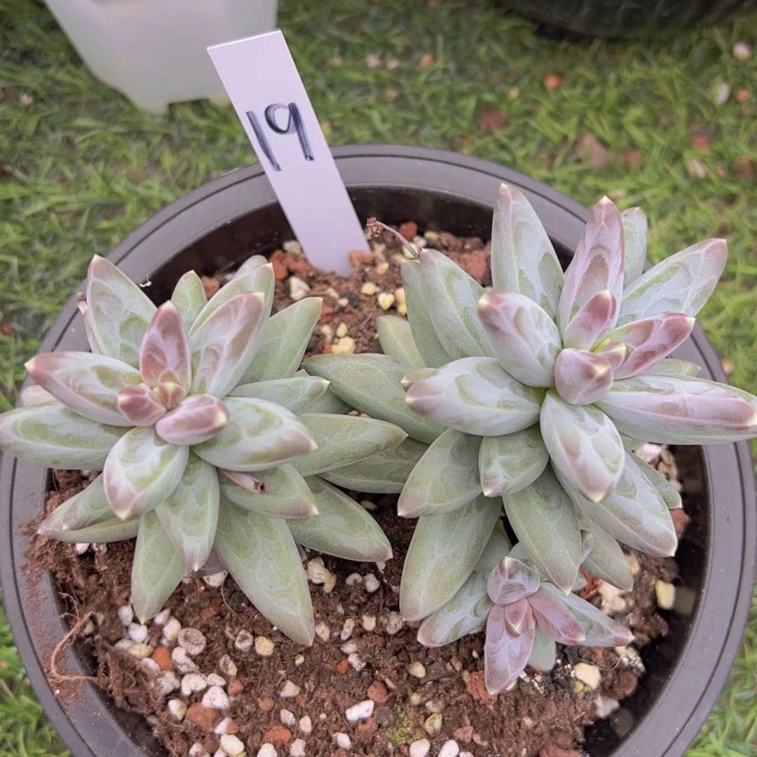 福利来啦打脸的一个小可爱