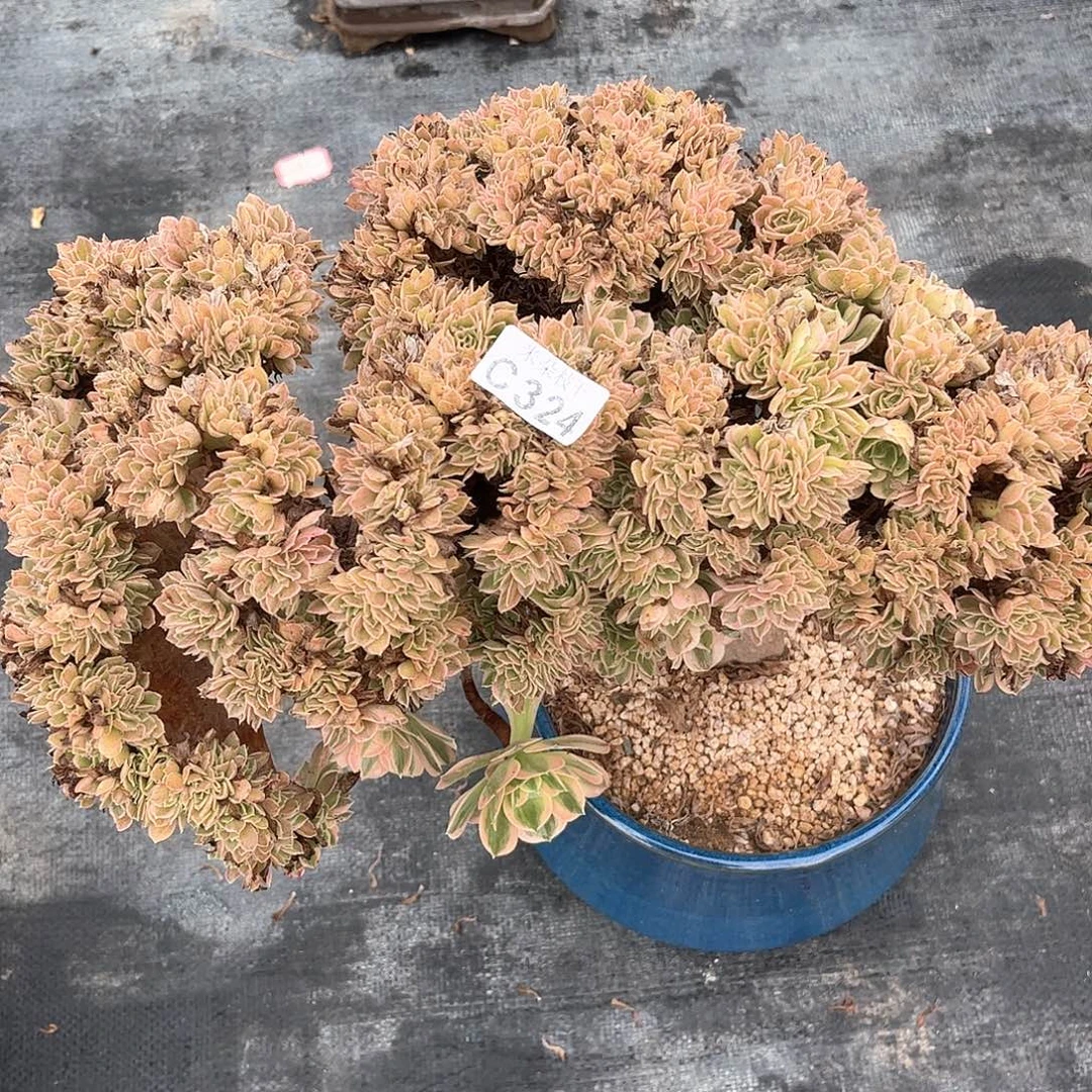 多肉植物324号多肉植物
