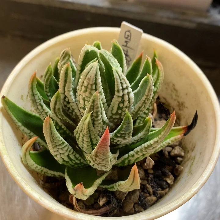 皇帝硬叶一物一拍