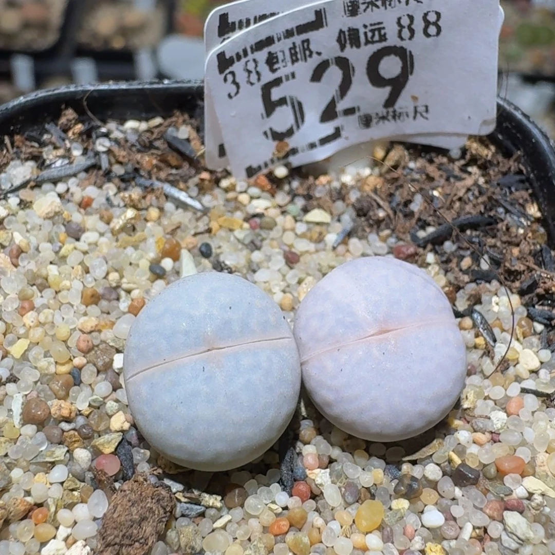 zzzzz精品生石花529