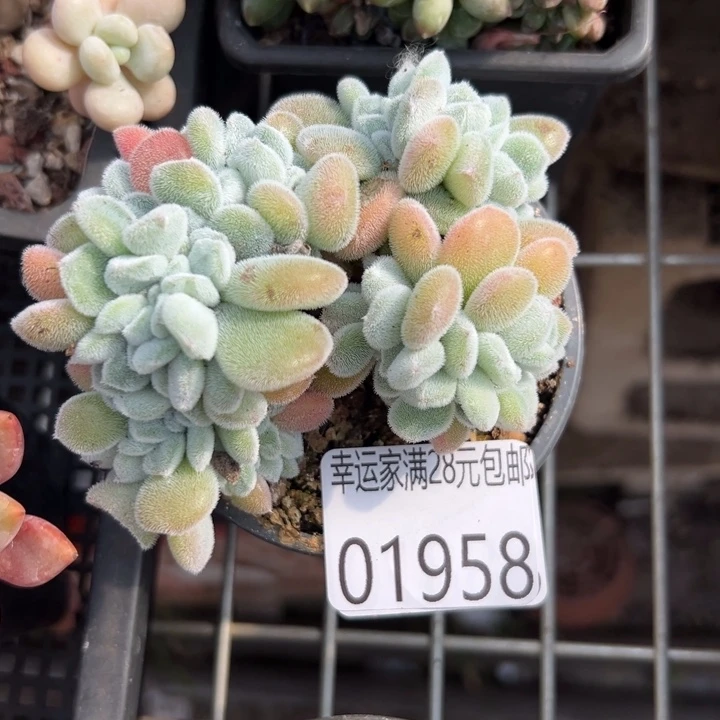 幸运儿是一个人吗哈哈