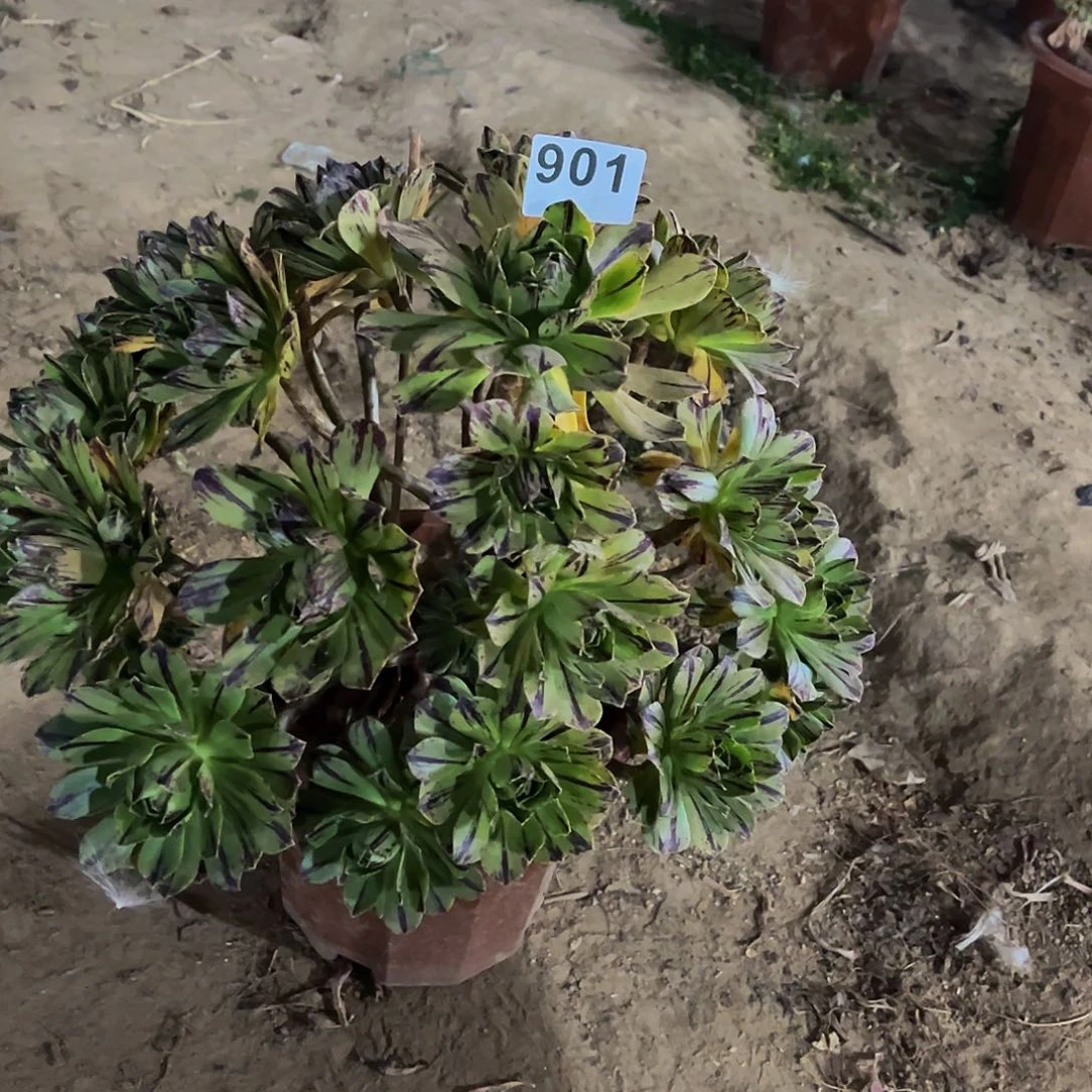 彩*多肉植物一物一拍901