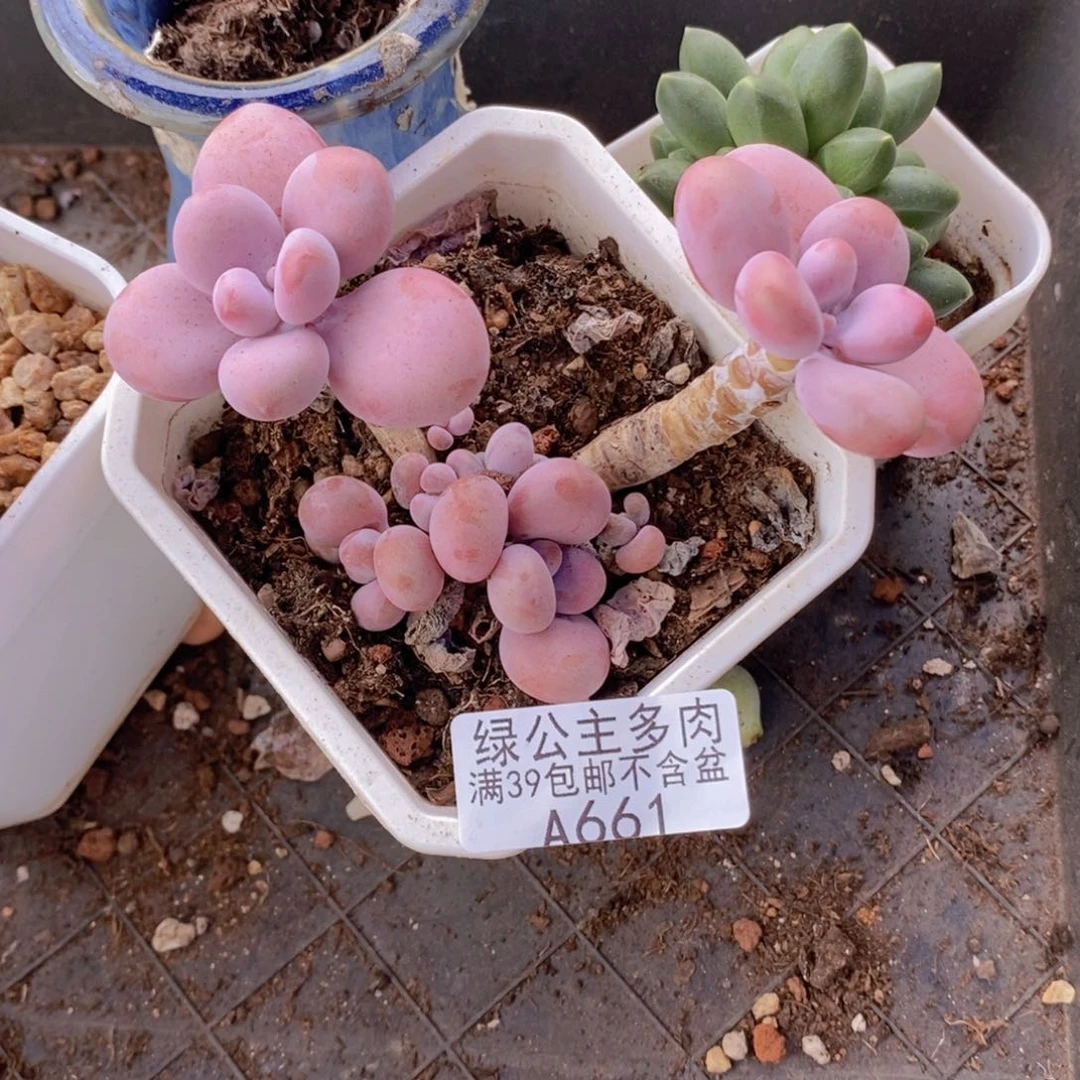 腰子桃蛋661多肉植物