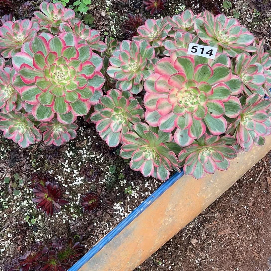 *****精品多肉植物514法师