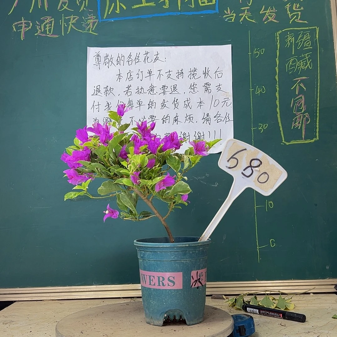 当前无花栽培后可以开花造型 冰淇淋680