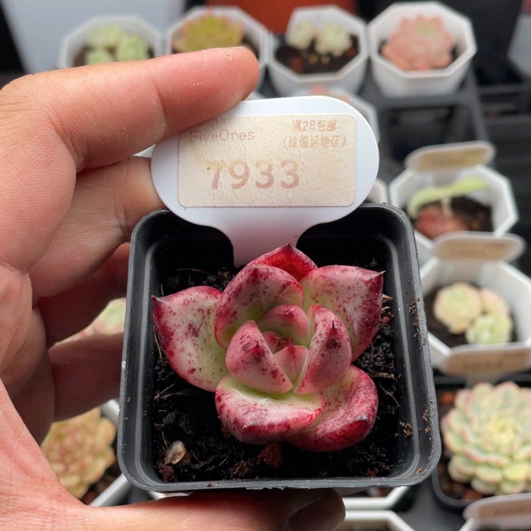 血罗7933-4.5厘米