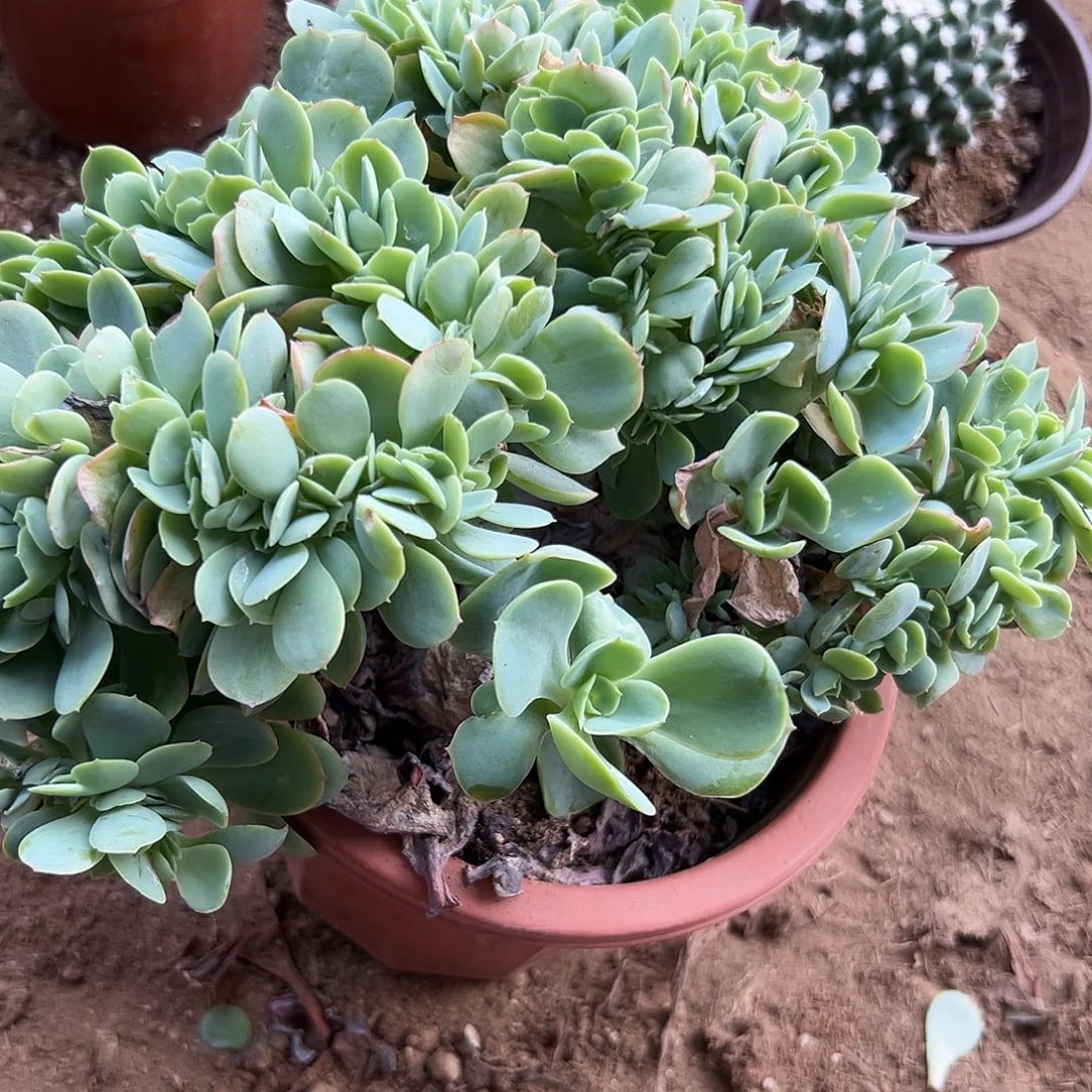 多肉植物奇兵碧桃缀