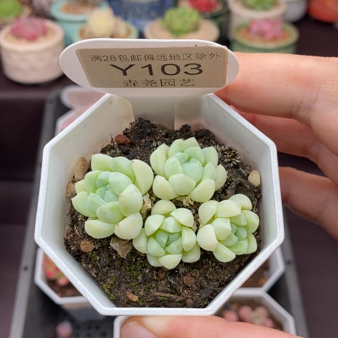 0103 白月光 5cm