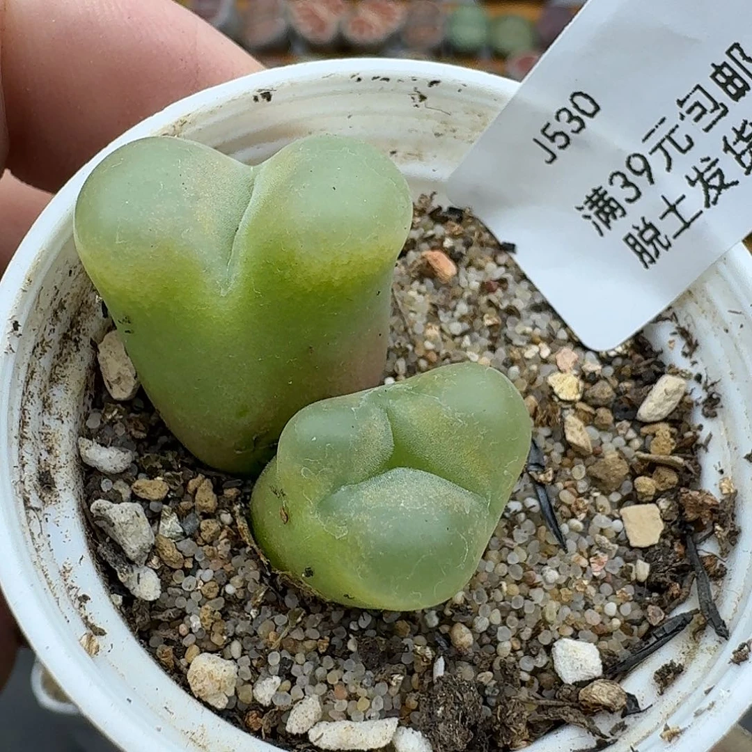 530对人家恍恍惚惚哈哈