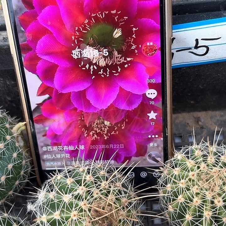 16-5 20包邮仙人球瑕9