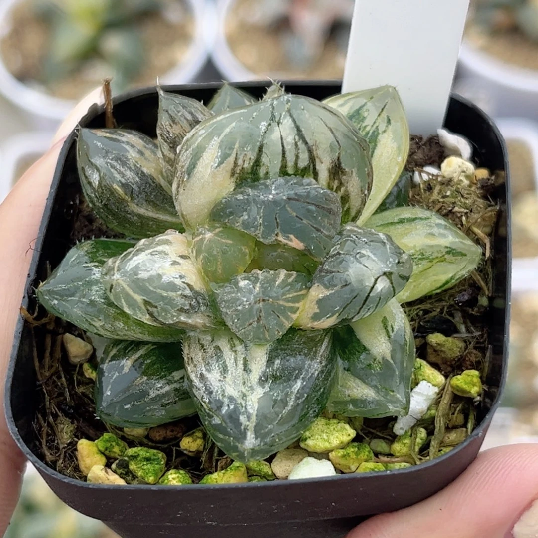 40玉露锦福利专场