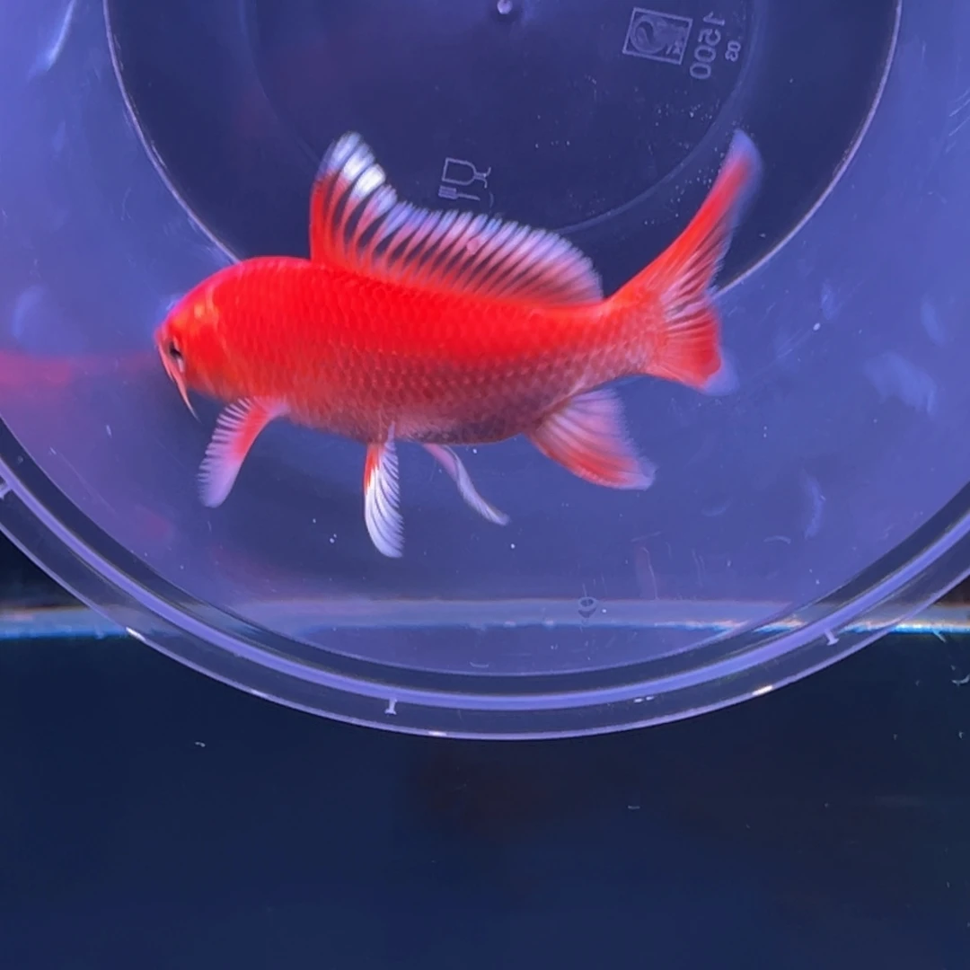 海水鱼千*琪蝴蝶鲤11
