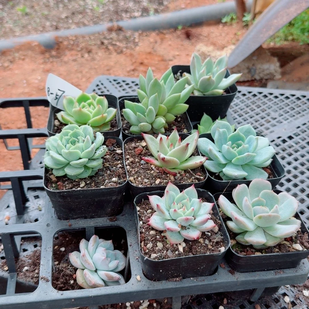 8-57多肉杂交十棵量拍