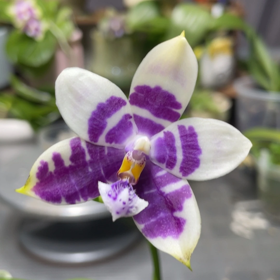 完全开放盲盒，2.5杯开花株