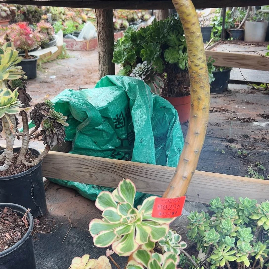 ****缺0206多肉植物、燕姿锦