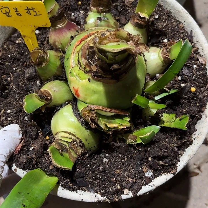 无花朵朱顶红安吉拉8+12
