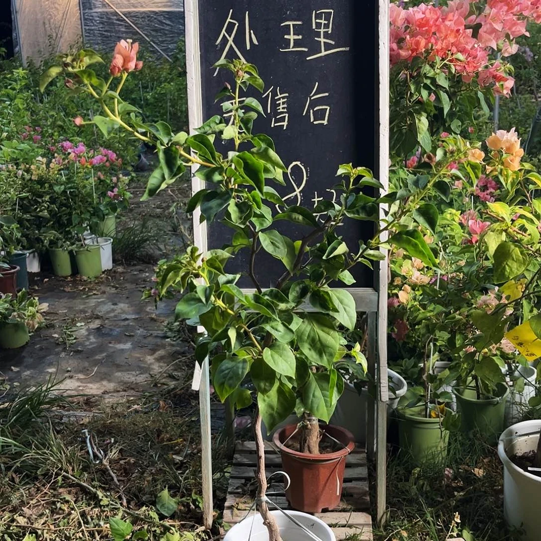 完全开放三角梅三角梅1235