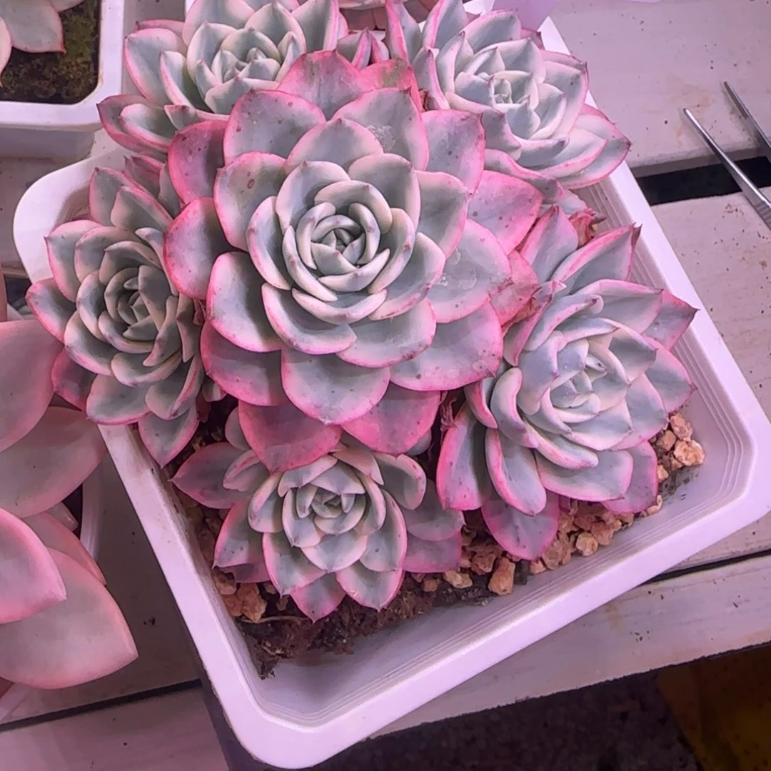 昆***芝奶油黄桃15号多肉群锦