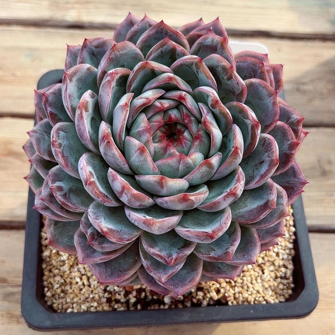 1029-92绝绝蜜家新品