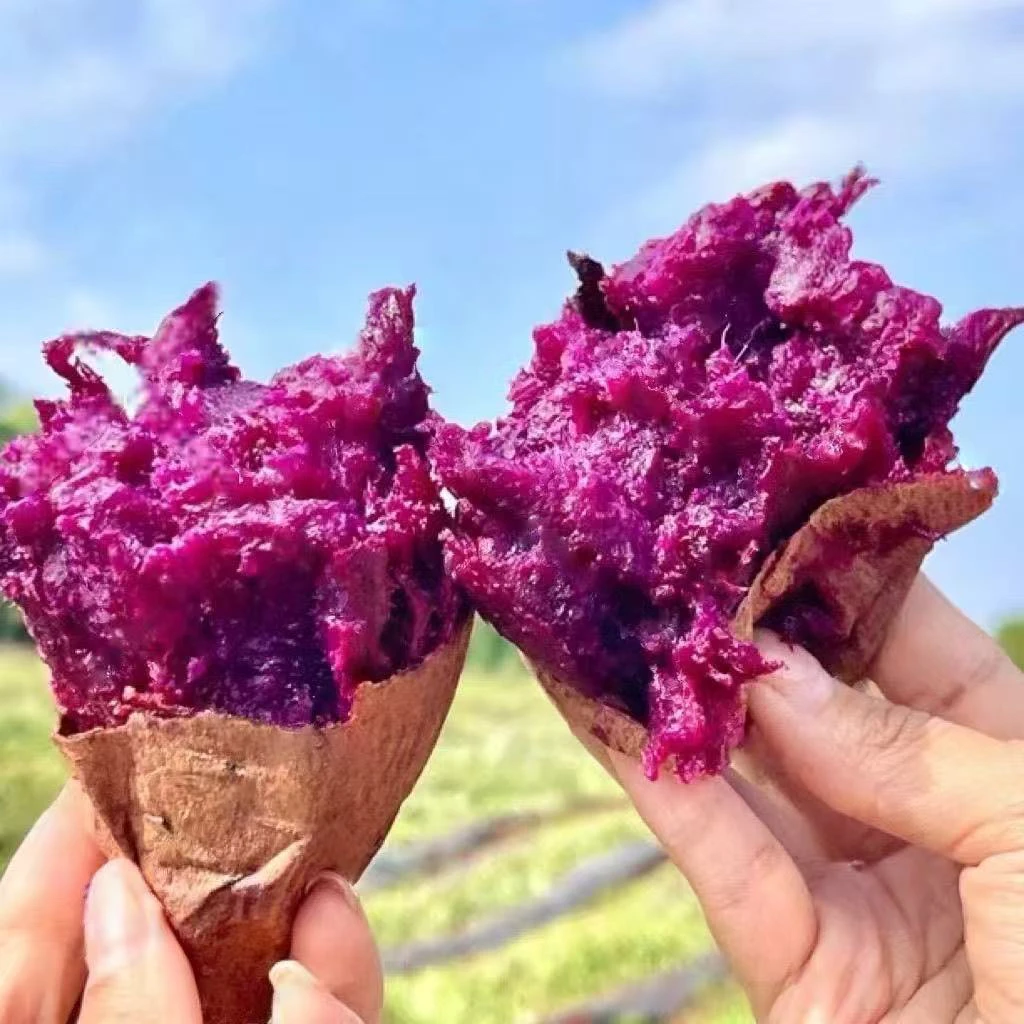 云南正宗高山黑美人紫薯红薯花青素农家糖心香甜自种新鲜粗粮