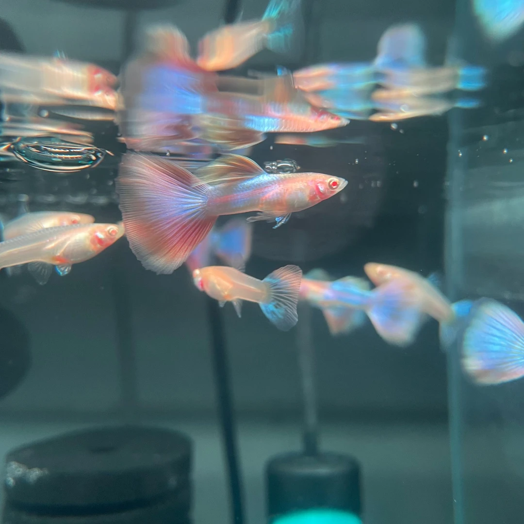 孔雀鱼天使彩虹3-4个月鱼龄2.5-3cm纯种公母搭对热带鱼