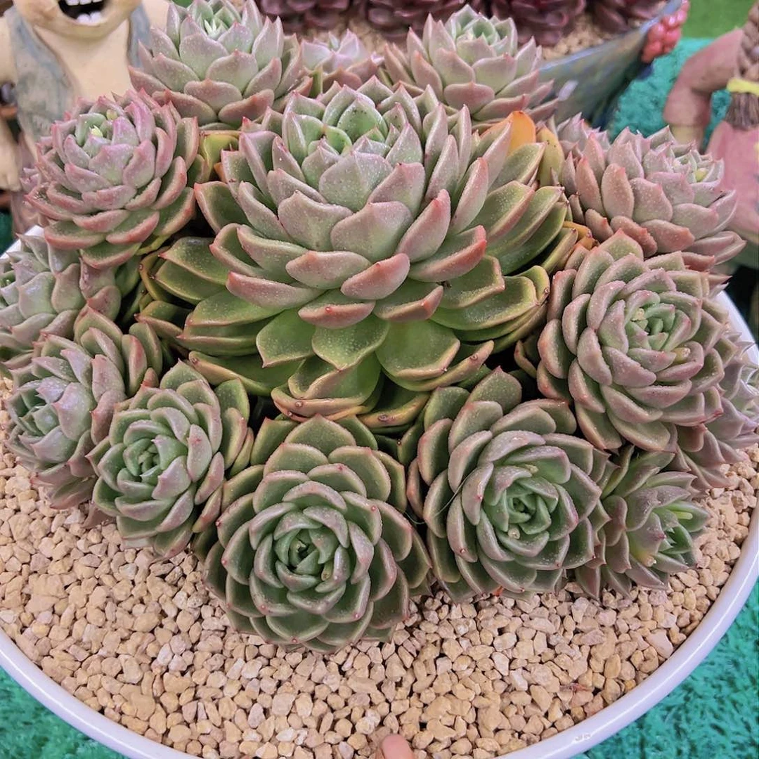 ?****8888888888888888888