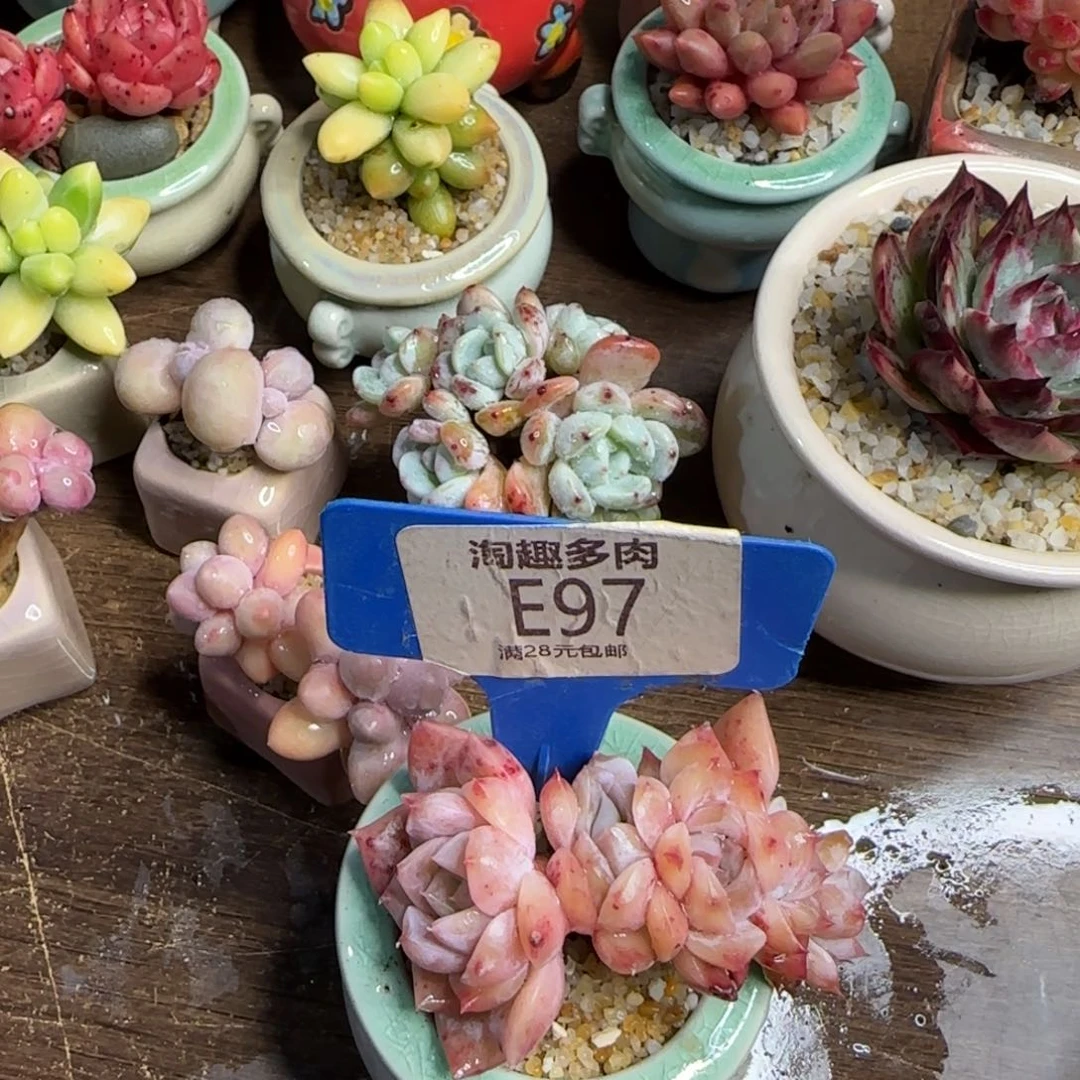 彼***阳多肉植物恩宠朵朵对化