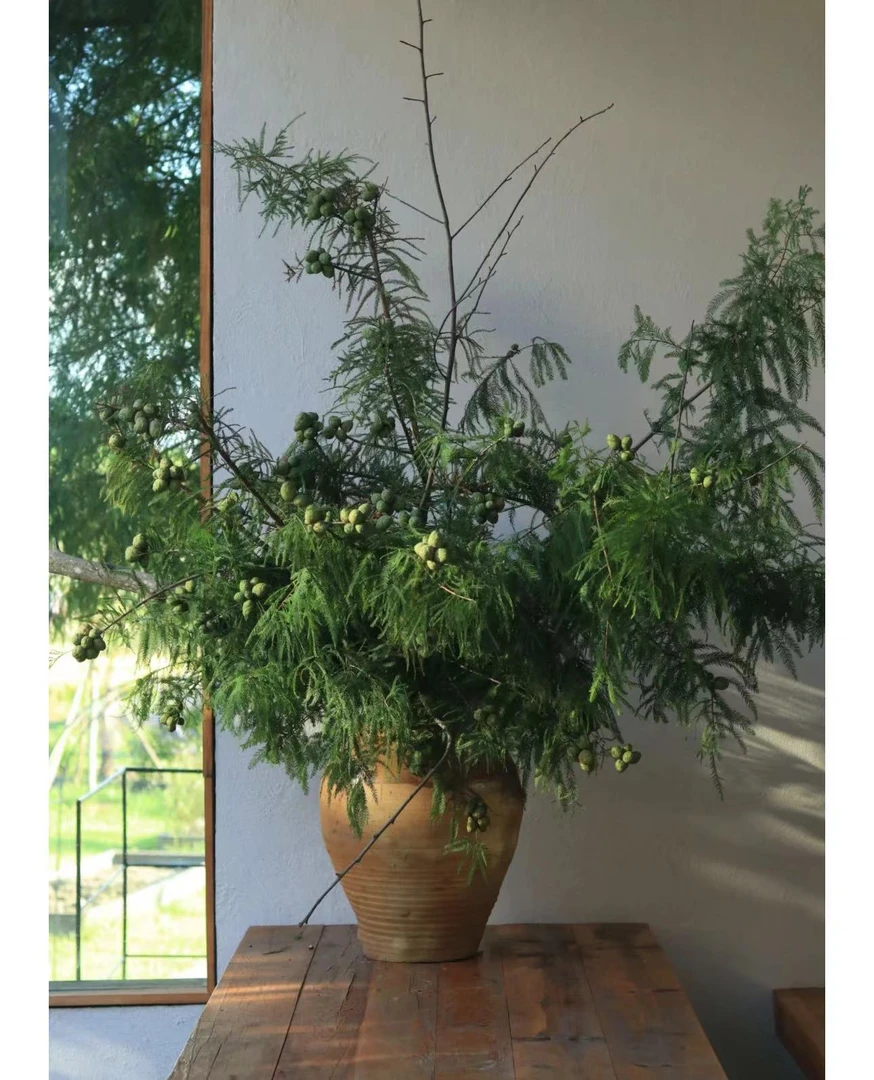 落羽杉 小众氛围感鲜切花可做 干花