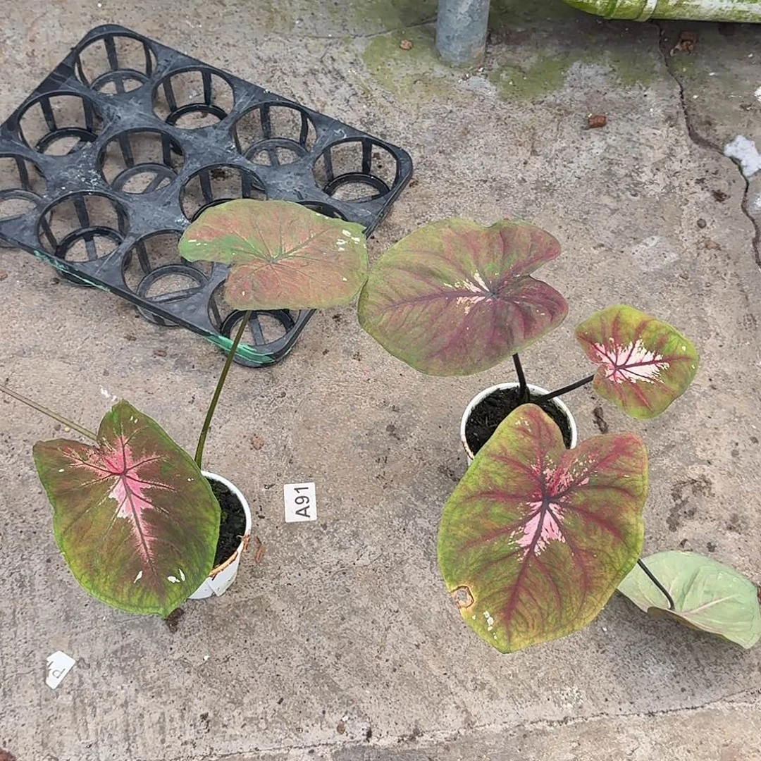 肉***u完全开放E192E193海王加两层保温