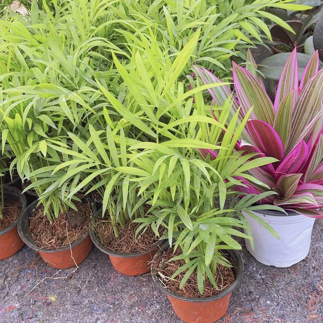 紫露兰➕椰子树11111111