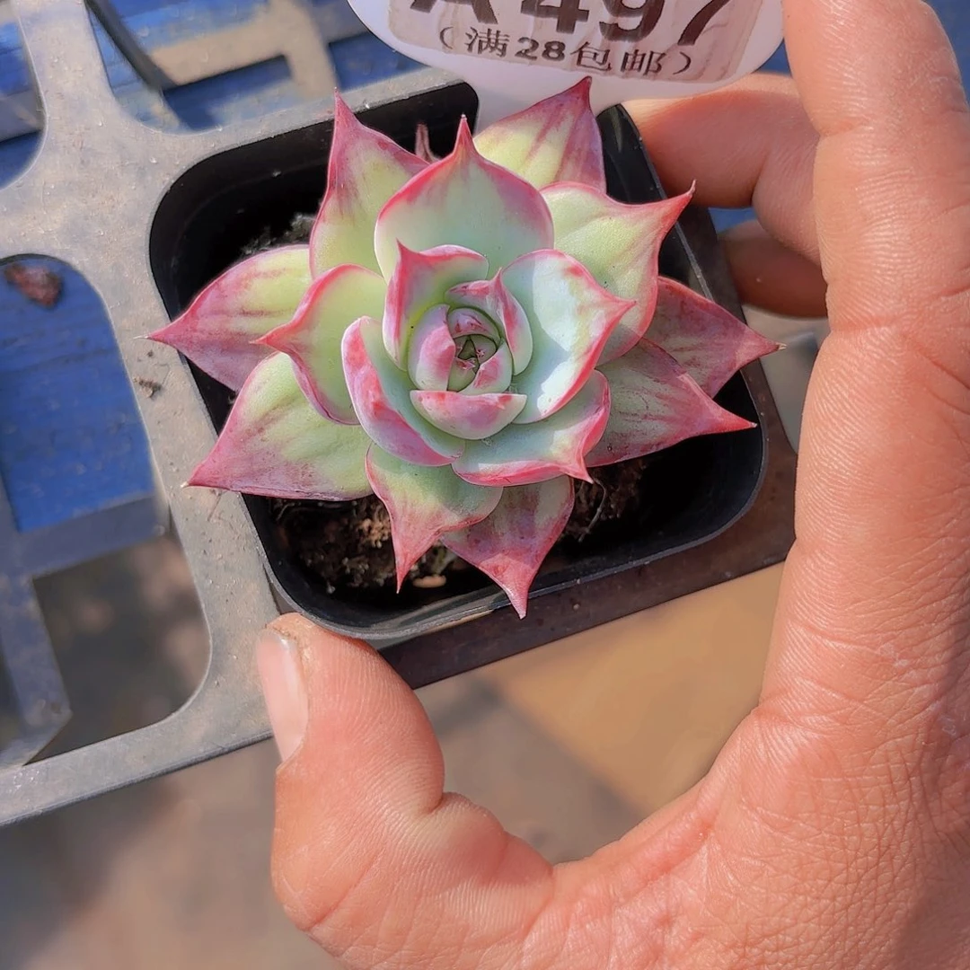 A497惊鸿仙子一物一拍