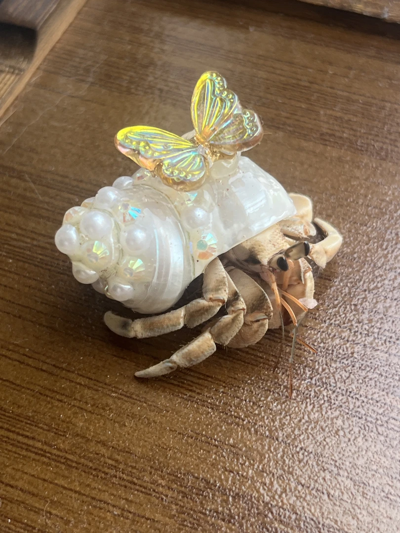 直播选蟹陆生寄居蟹简单好养易上手萌宠直播间可挑选