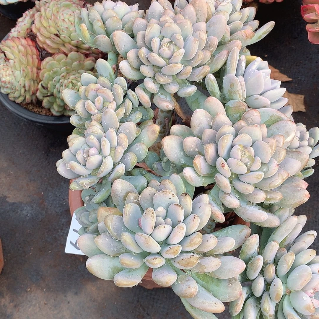 979美人手指 一物一拍多肉