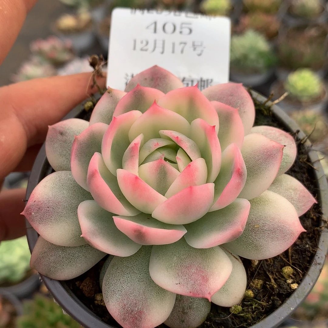 【闪购商品】云405号雪山玉茈