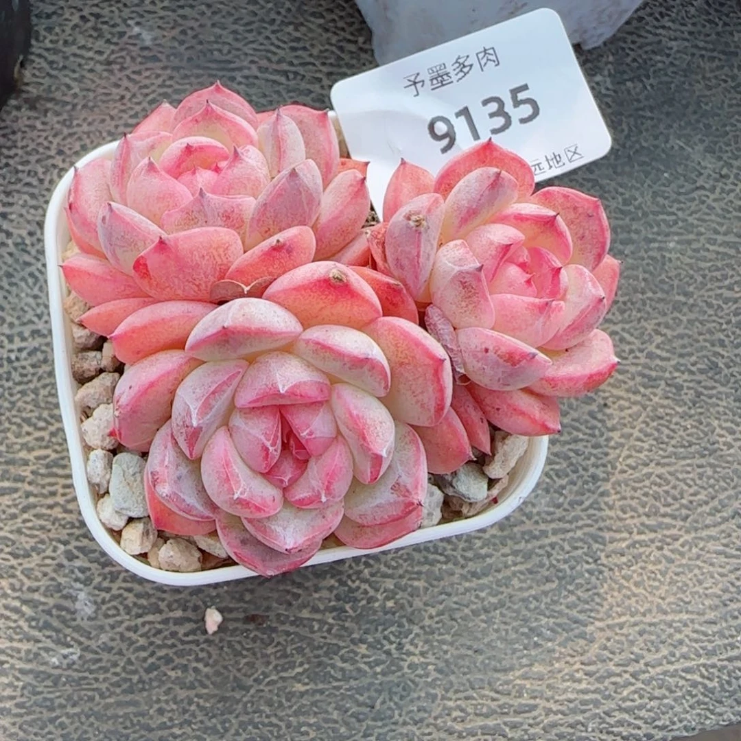 森林玫果，9135多肉