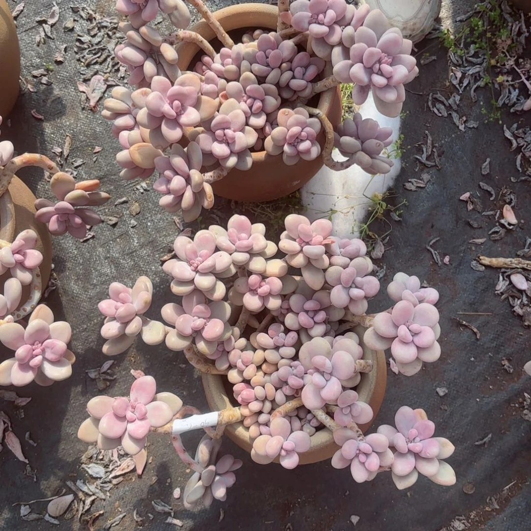 o**星桃蛋两颗30-50。