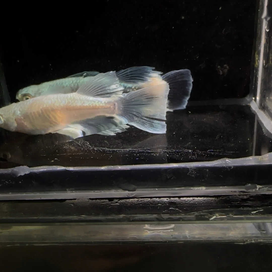 青鳉鱼一物一拍763