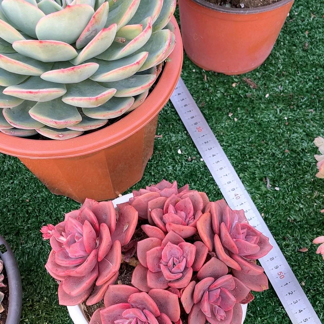 琉璃盏小群18002