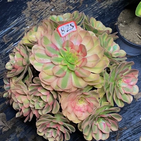 雨荷老桩捧花825号