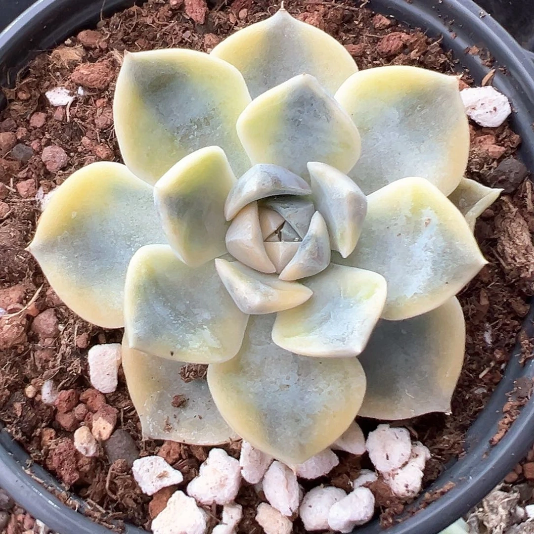 汉堡锦 小方花圃一单包邮非偏远