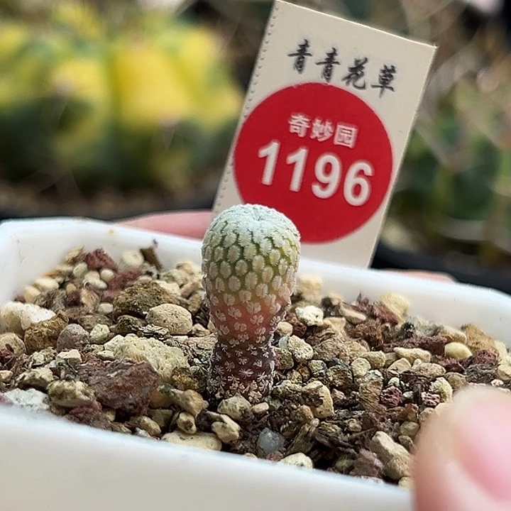 实生精巧殿锦一棵仙人球