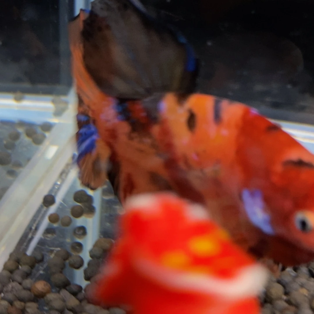 热带鱼公 540巨斗