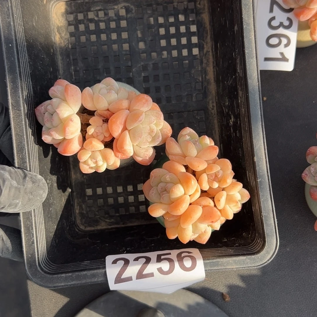 哒****2256，俩个五头冰玉带盆发